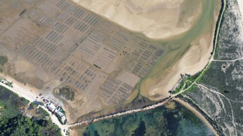 oysters farm lagos